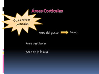Clase corteza cerebral | PPTX