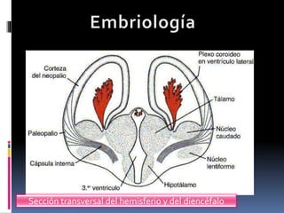 Clase corteza cerebral | PPTX