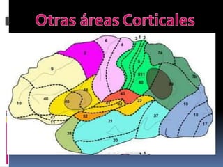 Clase corteza cerebral | PPTX