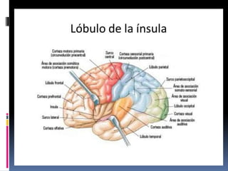 Clase corteza cerebral | PPTX