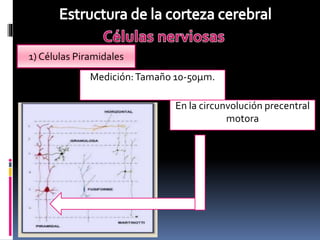 Clase corteza cerebral | PPTX