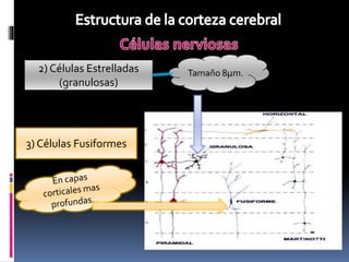 Clase corteza cerebral | PPTX