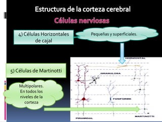 Clase corteza cerebral | PPTX