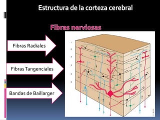 Clase corteza cerebral | PPTX