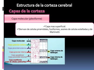 Clase corteza cerebral | PPTX