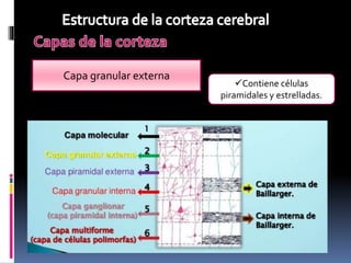 Clase corteza cerebral | PPTX