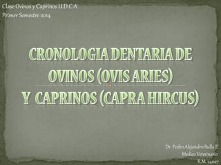 Clase Ovinos y Caprinos U.D.C.A
Primer Semestre 2014

Dr. Pedro Alejandro Bulla E.
Medico Veterinario
R.M. 24027

 