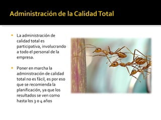 La administración de calidad total es participativa, involucrando a todo el personal de la empresa.  Poner en marcha la administración de calidad total no es fácil, es por eso que se recomienda la planificación, ya que los resultados se ven como hasta los 3 o 4 años 
