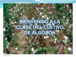 BIENVENIDO A LA
             CLASE DEL CULTIVO
                DE ALGODÓN



05/12/2011
 