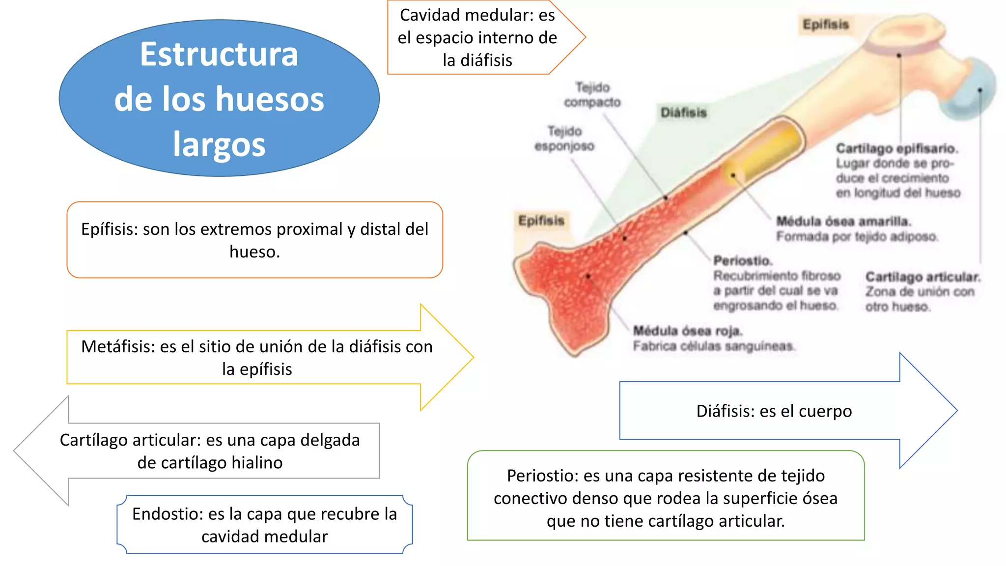 Clase de anatomia 2 aparato osteomiarticular | PPTX