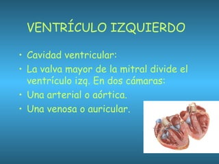 VENTRÍCULO IZQUIERDO
• Cavidad ventricular:
• La valva mayor de la mitral divide el
ventrículo izq. En dos cámaras:
• Una arterial o aórtica.
• Una venosa o auricular.
 