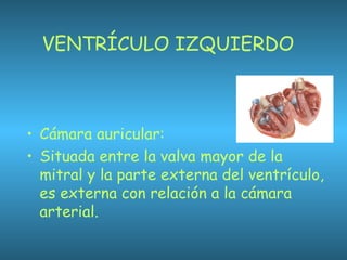 VENTRÍCULO IZQUIERDO
• Cámara auricular:
• Situada entre la valva mayor de la
mitral y la parte externa del ventrículo,
es externa con relación a la cámara
arterial.
 
