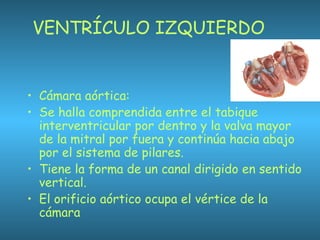 VENTRÍCULO IZQUIERDO
• Cámara aórtica:
• Se halla comprendida entre el tabique
interventricular por dentro y la valva mayor
de la mitral por fuera y continúa hacia abajo
por el sistema de pilares.
• Tiene la forma de un canal dirigido en sentido
vertical.
• El orificio aórtico ocupa el vértice de la
cámara
 