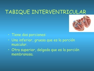 TABIQUE INTERVENTRICULAR
• Tiene dos porciones:
• Una inferior, gruesa que es la porción
muscular.
• Otra superior, delgada que es la porción
membranosa.
 