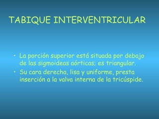 TABIQUE INTERVENTRICULAR
• La porción superior está situada por debajo
de las sigmoideas aórticas; es triangular.
• Su cara derecha, lisa y uniforme, presta
inserción a la valva interna de la tricúspide.
 