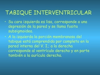 TABIQUE INTERVENTRICULAR
• Su cara izquierda es lisa, corresponde a una
depresión de la pared y se llama fosita
subsigmoidea.
• A la izquierda la porción membranosa del
tabique está comprendida por completo en la
pared interna del V. I.; a la derecha
corresponde al ventrículo derecho y en parte
también a la aurícula derecha.
 