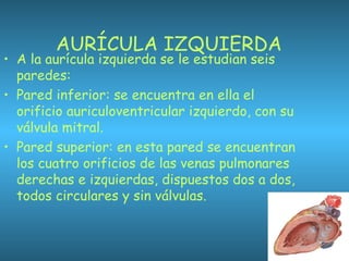 AURÍCULA IZQUIERDA
• A la aurícula izquierda se le estudian seis
paredes:
• Pared inferior: se encuentra en ella el
orificio auriculoventricular izquierdo, con su
válvula mitral.
• Pared superior: en esta pared se encuentran
los cuatro orificios de las venas pulmonares
derechas e izquierdas, dispuestos dos a dos,
todos circulares y sin válvulas.
 