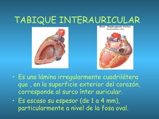 TABIQUE INTERAURICULAR
• Es una lámina irregularmente cuadrilátera
que , en la superficie exterior del corazón,
corresponde al surco ínter auricular.
• Es escaso su espesor (de 1 a 4 mm),
particularmente a nivel de la fosa oval.
 