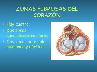 ZONAS FIBROSAS DEL
CORAZÓN
• Hay cuatro:
• Dos zonas
auriculoventriculares.
• Dos zonas arteriales:
pulmonar y aórtica.
 