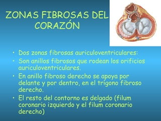ZONAS FIBROSAS DEL
CORAZÓN
• Dos zonas fibrosas auriculoventriculares:
• Son anillos fibrosos que rodean los orificios
auriculoventriculares.
• En anillo fibroso derecho se apoya por
delante y por dentro, en el trígono fibroso
derecho.
• El resto del contorno es delgado (filum
coronario izquierdo y el filum coronario
derecho)
 