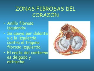 ZONAS FIBROSAS DEL
CORAZÓN
• Anillo fibroso
izquierdo:
• Se apoya por delante
y a la izquierda
contra el trígono
fibroso izquierdo.
• El resto del contorno
es delgado y
estrecho
 