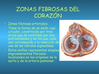 ZONAS FIBROSAS DEL
CORAZÓN
• Zonas fibrosas arteriales:
• Tiene la forma de un anillo casi
circular, constituido por tres
arcos que se continúan por sus
extremidades y de los que cada
uno corresponde a la inserción de
una de las válvulas sigmoideas.
• Estos anillos representan simples
engrosamientos fibrosos
localizados en los orígenes de la
aorta y de la arteria pulmonar.
 