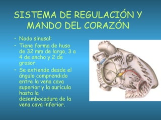 SISTEMA DE REGULACIÓN Y
MANDO DEL CORAZÓN
• Nodo sinusal:
• Tiene forma de huso
de 32 mm de largo, 3 a
4 de ancho y 2 de
grosor.
• Se extiende desde el
ángulo comprendido
entre la vena cava
superior y la aurícula
hasta la
desembocadura de la
vena cava inferior.
 