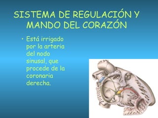 SISTEMA DE REGULACIÓN Y
MANDO DEL CORAZÓN
• Está irrigado
por la arteria
del nodo
sinusal, que
procede de la
coronaria
derecha.
 
