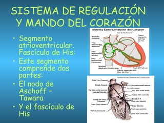 SISTEMA DE REGULACIÓN
Y MANDO DEL CORAZÓN
• Segmento
atrioventricular.
Fascículo de His:
• Este segmento
comprende dos
partes:
• El nodo de
Aschoff –
Tawara
• Y el fascículo de
His
 
