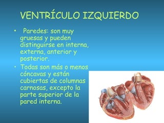 VENTRÍCULO IZQUIERDO
•   Paredes: son muy
gruesas y pueden
distinguirse en interna,
externa, anterior y
posterior.
• Todas son más o menos
cóncavas y están
cubiertas de columnas
carnosas, excepto la
parte superior de la
pared interna.
 