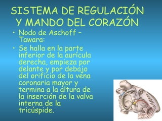 SISTEMA DE REGULACIÓN
Y MANDO DEL CORAZÓN
• Nodo de Aschoff –
Tawara:
• Se halla en la parte
inferior de la aurícula
derecha, empieza por
delante y por debajo
del orificio de la vena
coronaria mayor y
termina a la altura de
la inserción de la valva
interna de la
tricúspide.
 