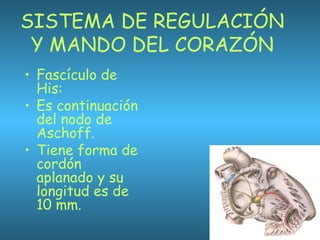 SISTEMA DE REGULACIÓN
Y MANDO DEL CORAZÓN
• Fascículo de
His:
• Es continuación
del nodo de
Aschoff.
• Tiene forma de
cordón
aplanado y su
longitud es de
10 mm.
 
