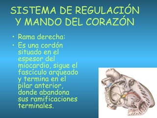 SISTEMA DE REGULACIÓN
Y MANDO DEL CORAZÓN
• Rama derecha:
• Es una cordón
situado en el
espesor del
miocardio, sigue el
fascículo arqueado
y termina en el
pilar anterior,
donde abandona
sus ramificaciones
terminales.
 