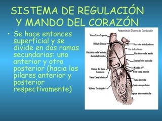 SISTEMA DE REGULACIÓN
Y MANDO DEL CORAZÓN
• Se hace entonces
superficial y se
divide en dos ramas
secundarias: uno
anterior y otro
posterior (hacia los
pilares anterior y
posterior
respectivamente)
 