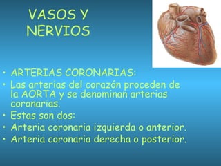 VASOS Y
NERVIOS
• ARTERIAS CORONARIAS:
• Las arterias del corazón proceden de
la AORTA y se denominan arterias
coronarias.
• Estas son dos:
• Arteria coronaria izquierda o anterior.
• Arteria coronaria derecha o posterior.
 