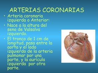 ARTERIAS CORONARIAS
• Arteria coronaria
izquierda o Anterior:
• Nace a la altura del
seno de Valsalva
izquierdo.
• El tronco de 1 cm de
longitud, pasa entre la
aorta y el lado
izquierdo de la arteria
pulmonar por una
parte, y la aurícula
izquierda por otra
parte.
 