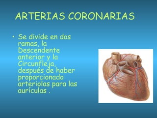 ARTERIAS CORONARIAS
• Se divide en dos
ramas, la
Descendente
anterior y la
Circunfleja,
después de haber
proporcionado
arteriolas para las
aurículas .
 