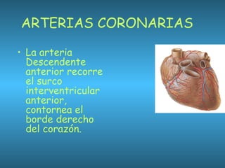 ARTERIAS CORONARIAS
• La arteria
Descendente
anterior recorre
el surco
interventricular
anterior,
contornea el
borde derecho
del corazón.
 