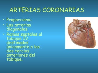 ARTERIAS CORONARIAS
• Proporciona:
• Las arterias
diagonales
• Ramas septales al
tabique IV,
destinadas
únicamente a los
dos tercios
anteriores del
tabique.
 
