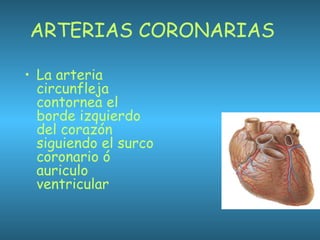 ARTERIAS CORONARIAS
• La arteria
circunfleja
contornea el
borde izquierdo
del corazón
siguiendo el surco
coronario ó
auriculo
ventricular
 