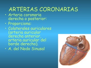 ARTERIAS CORONARIAS
• Arteria coronaria
derecha o posterior:
• Proporciona:
• Colaterales auriculares
(arteria auricular
derecha anterior,
arteria auricular del
borde derecho).
• A. del Nodo Sinusal
 