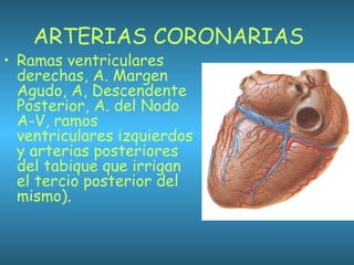ARTERIAS CORONARIAS
• Ramas ventriculares
derechas, A. Margen
Agudo, A, Descendente
Posterior, A. del Nodo
A-V, ramos
ventriculares izquierdos
y arterias posteriores
del tabique que irrigan
el tercio posterior del
mismo).
 