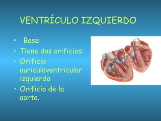 VENTRÍCULO IZQUIERDO
•   Base:
• Tiene dos orificios:
• Orificio
auriculoventricular
izquierdo
• Orificio de la
aorta.
 