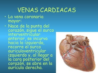 VENAS CARDIACAS
• La vena coronaria
mayor:
• Nace de la punta del
corazón, sigue el surco
interventricular
anterior, se incurva
hacia la izquierda,
recorre el surco
auriculoventricular
izquierdo y, al llegar a
la cara posterior del
corazón, se abre en la
aurícula derecha.
 