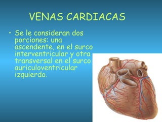 VENAS CARDIACAS
• Se le consideran dos
porciones: una
ascendente, en el surco
interventricular y otra
transversal en el surco
auriculoventricular
izquierdo.
 