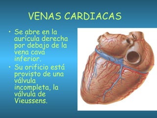 VENAS CARDIACAS
• Se abre en la
aurícula derecha
por debajo de la
vena cava
inferior.
• Su orificio está
provisto de una
válvula
incompleta, la
válvula de
Vieussens.
 