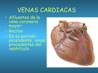 VENAS CARDIACAS
• Afluentes de la
vena coronaria
mayor:
• Recibe:
• En su porción
ascendente, venas
procedentes del
ventrículo.
 