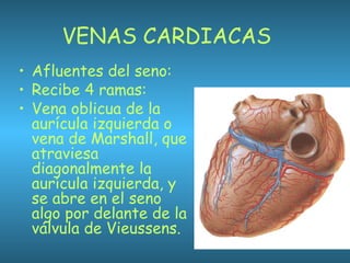 VENAS CARDIACAS
• Afluentes del seno:
• Recibe 4 ramas:
• Vena oblicua de la
aurícula izquierda o
vena de Marshall, que
atraviesa
diagonalmente la
aurícula izquierda, y
se abre en el seno
algo por delante de la
válvula de Vieussens.
 