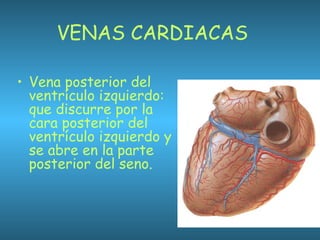 VENAS CARDIACAS
• Vena posterior del
ventrículo izquierdo:
que discurre por la
cara posterior del
ventrículo izquierdo y
se abre en la parte
posterior del seno.
 