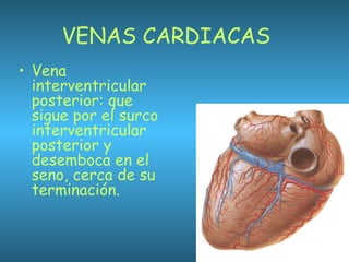 VENAS CARDIACAS
• Vena
interventricular
posterior: que
sigue por el surco
interventricular
posterior y
desemboca en el
seno, cerca de su
terminación.
 